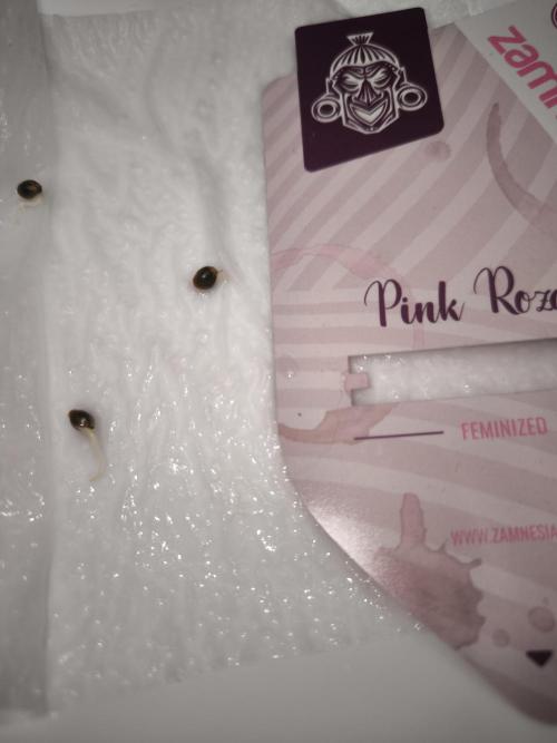 Zamnesia seeds. Week 0