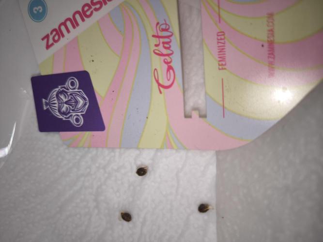 Zamnesia seeds. Week 0