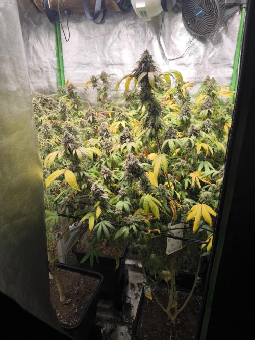 1 Reguläre steckling + 3 femis. Week 11