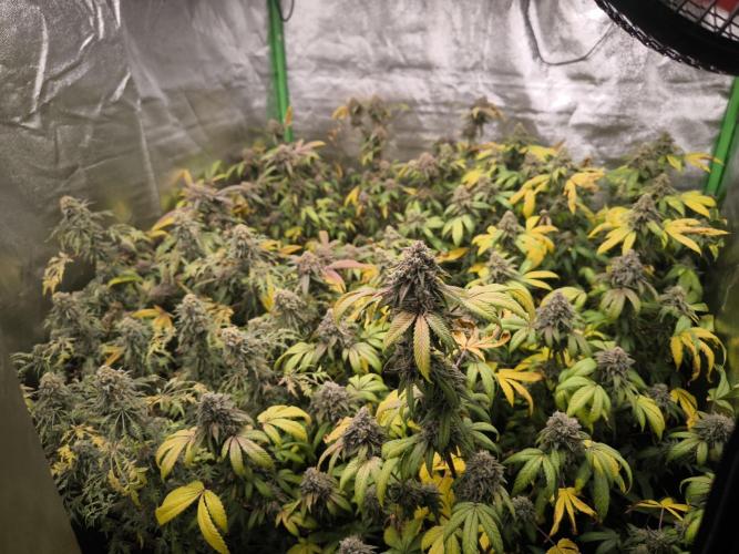 1 Reguläre steckling + 3 femis. Week 11