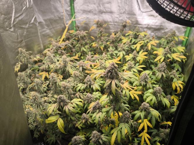 1 Reguläre steckling + 3 femis. Week 11