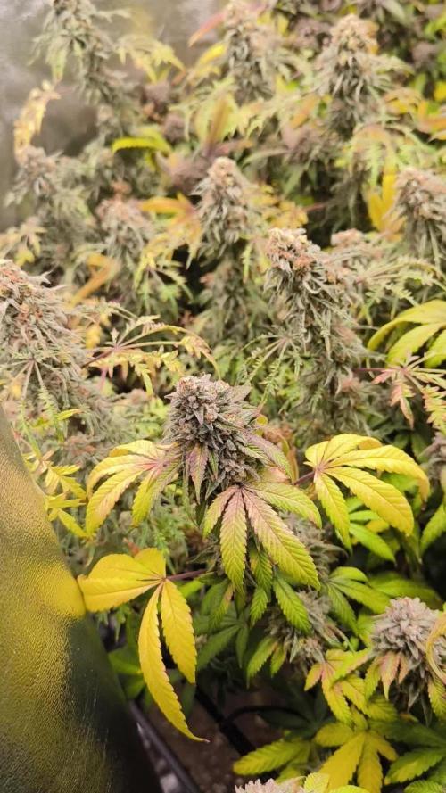 1 Reguläre steckling + 3 femis