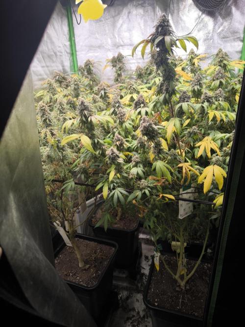 1 Reguläre steckling + 3 femis. Week 11