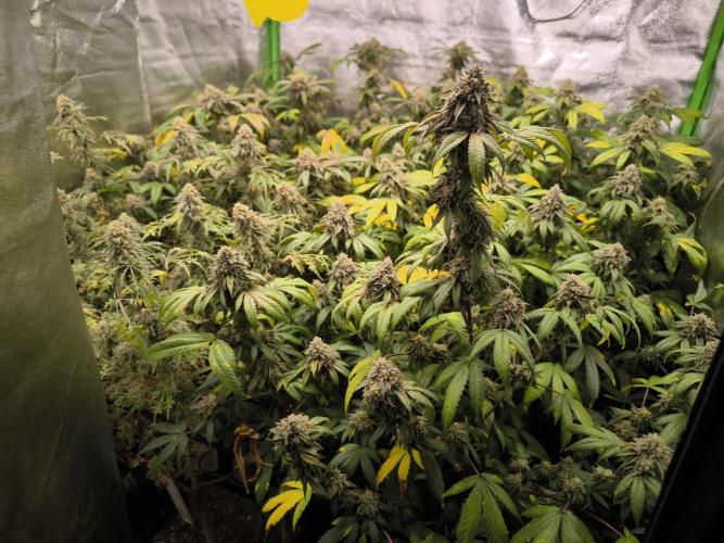 1 Reguläre steckling + 3 femis. Week 11