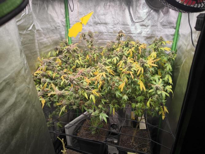 1 Reguläre steckling + 3 femis. Week 11 - Hinten Rechts 