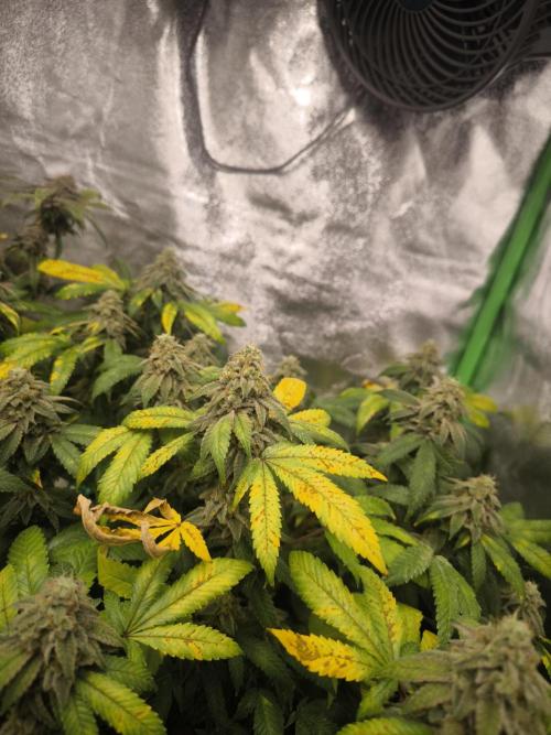 1 Reguläre steckling + 3 femis. Week 11