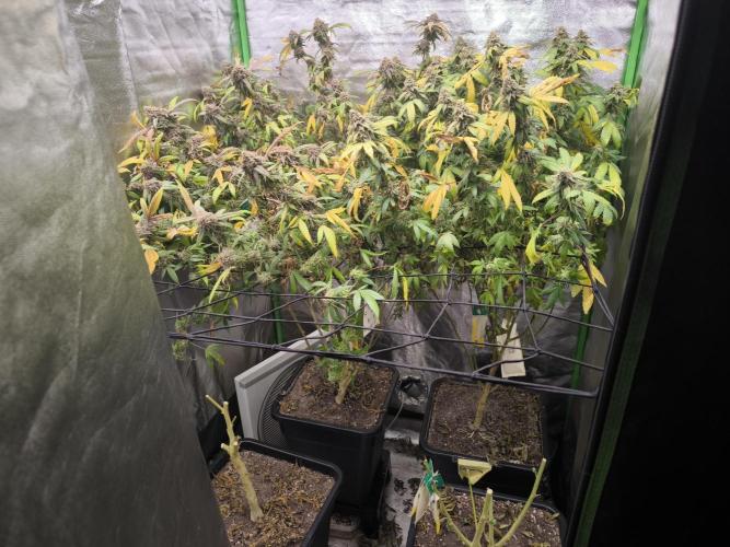 1 Reguläre steckling + 3 femis. Week 11