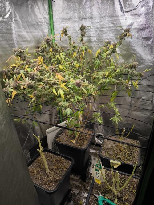 1 Reguläre steckling + 3 femis. Week 11 - Hinten links