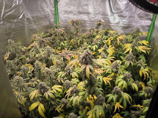 1 Reguläre steckling + 3 femis. Week 11