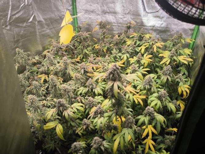 1 Reguläre steckling + 3 femis. Week 11