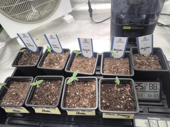 Zamnesia seeds. Week 1