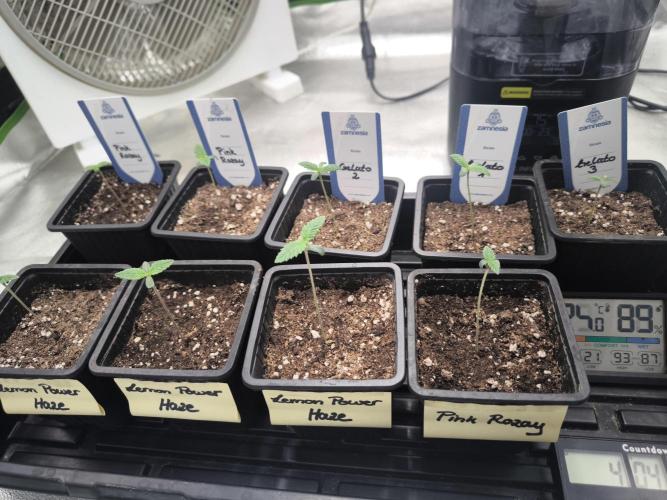 Zamnesia seeds. Week 1