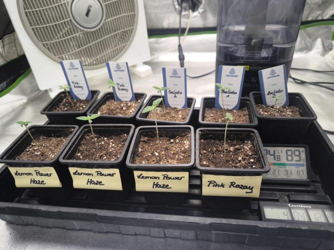 Zamnesia seeds. Week 1