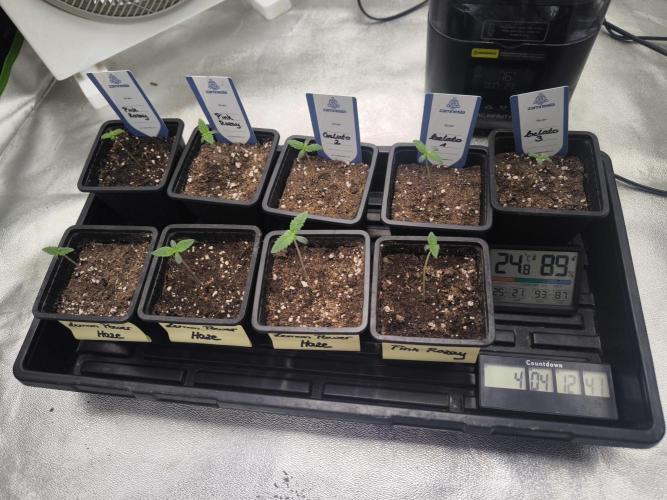 Zamnesia seeds. Week 1