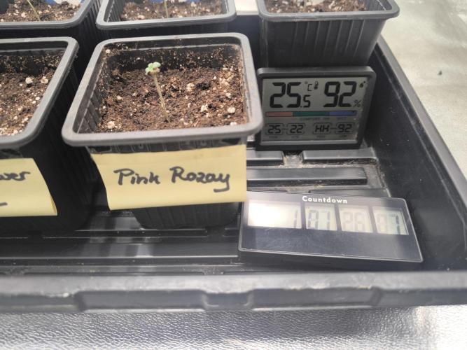 Zamnesia seeds. Week 1