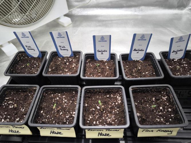 Zamnesia seeds. Week 1