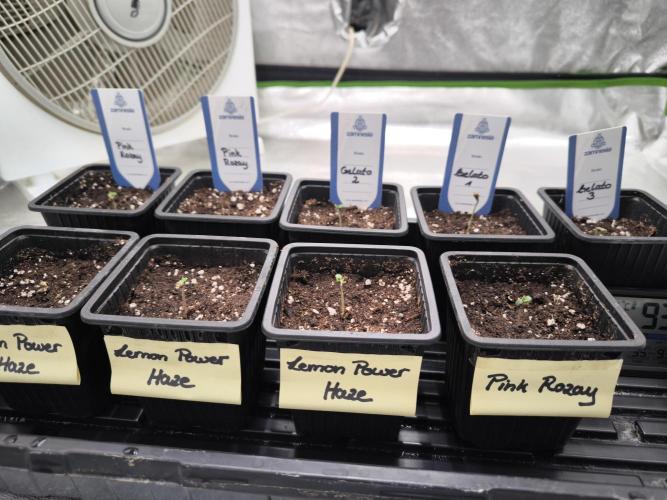 Zamnesia seeds. Week 1