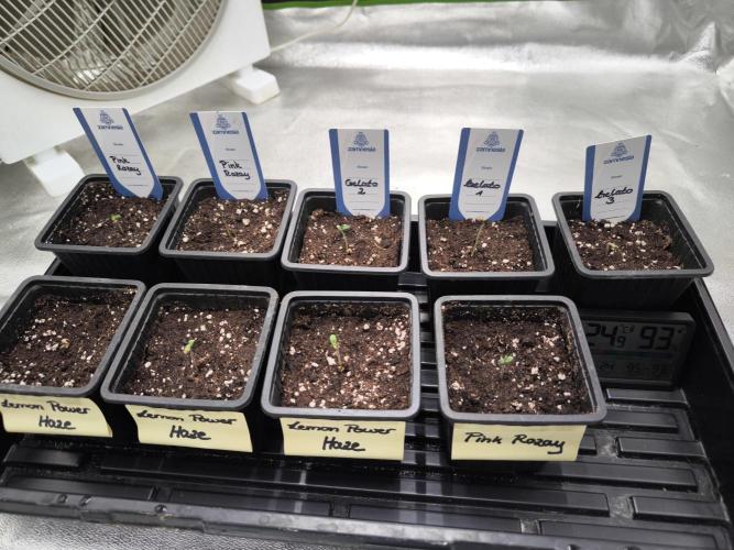 Zamnesia seeds. Week 1