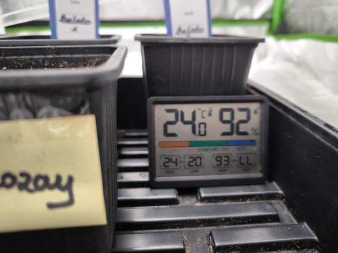 Zamnesia seeds. Week 1