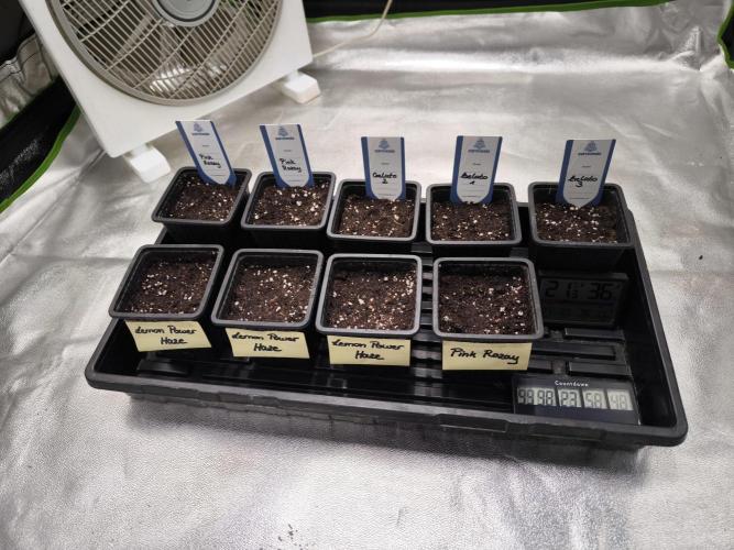 Zamnesia seeds. Week 1