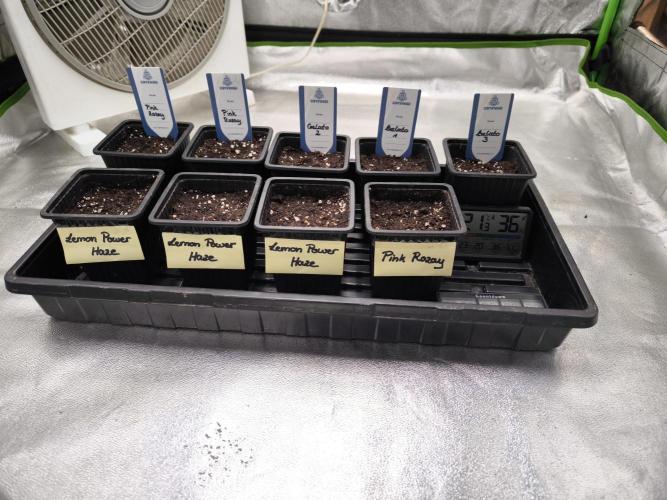 Zamnesia seeds. Week 1