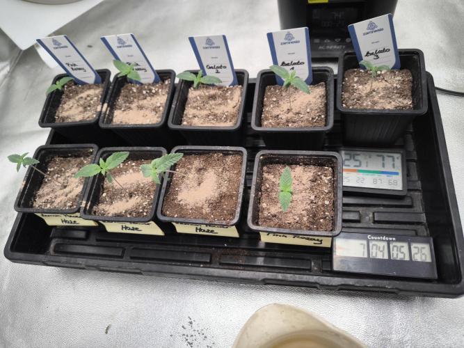 Zamnesia seeds. Week 1