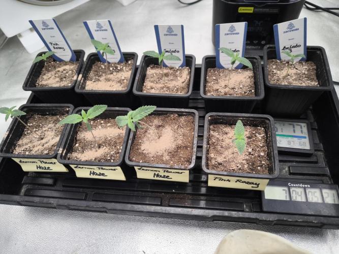 Zamnesia seeds. Week 1