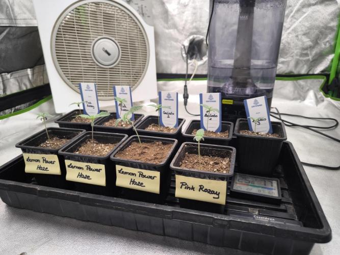 Zamnesia seeds. Week 1