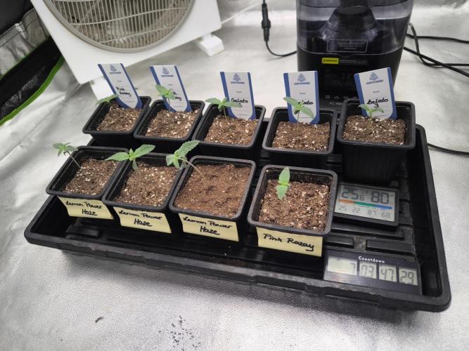 Zamnesia seeds. Week 1