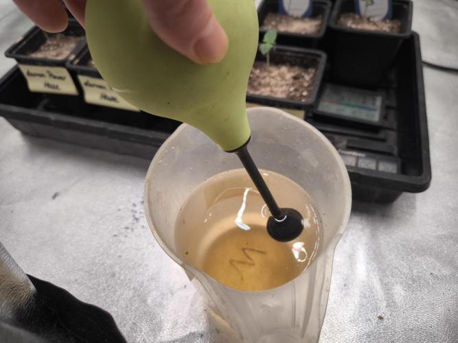 Zamnesia seeds. Week 1