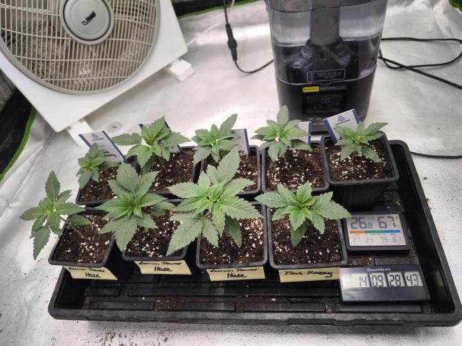 Zamnesia seeds. Week 2