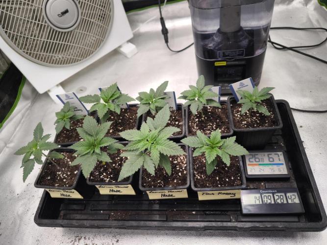 Zamnesia seeds. Week 2