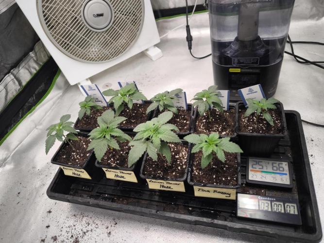 Zamnesia seeds. Week 2