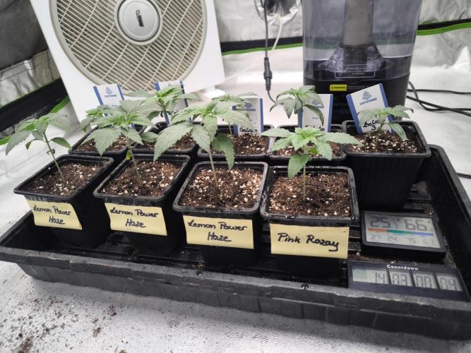 Zamnesia seeds. Week 2