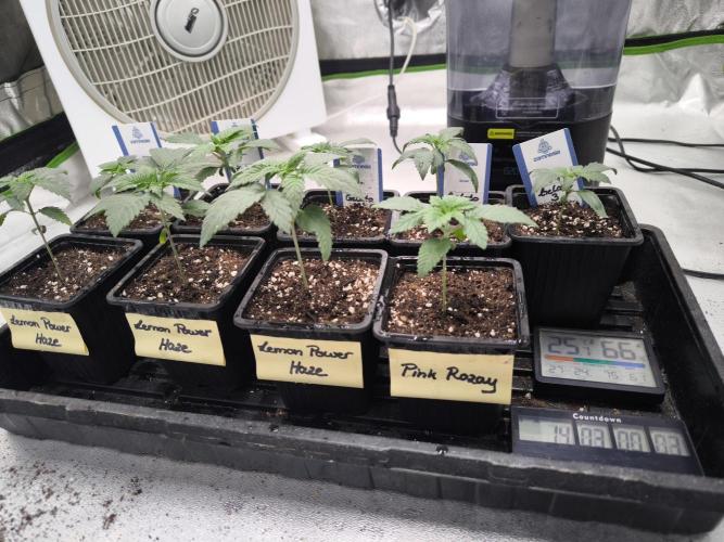 Zamnesia seeds. Week 2