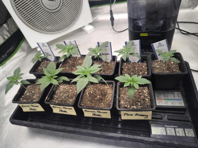 Zamnesia seeds. Week 2