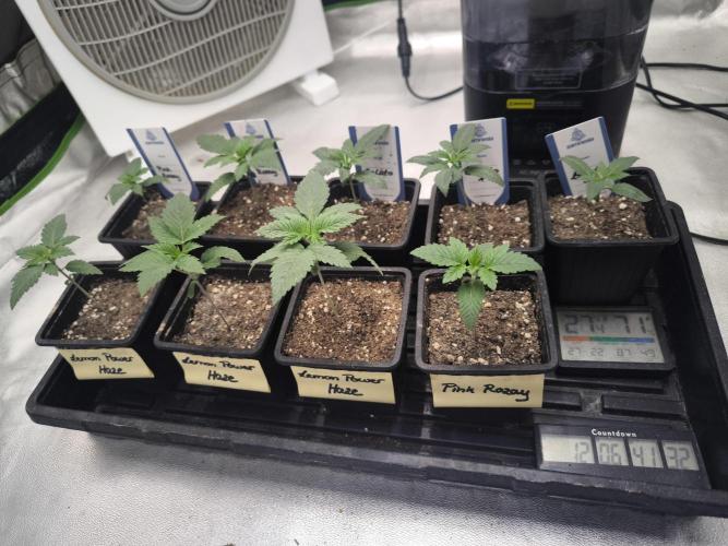 Zamnesia seeds. Week 2