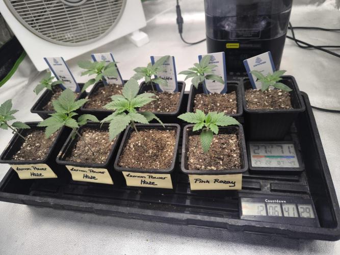 Zamnesia seeds. Week 2