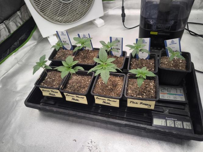 Zamnesia seeds. Week 2