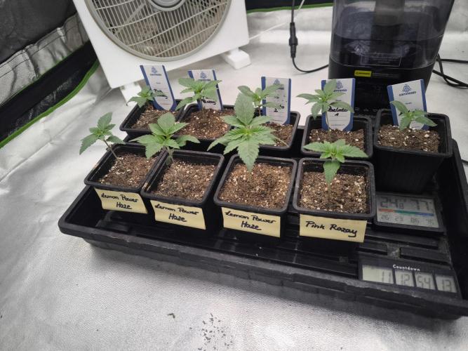 Zamnesia seeds. Week 2