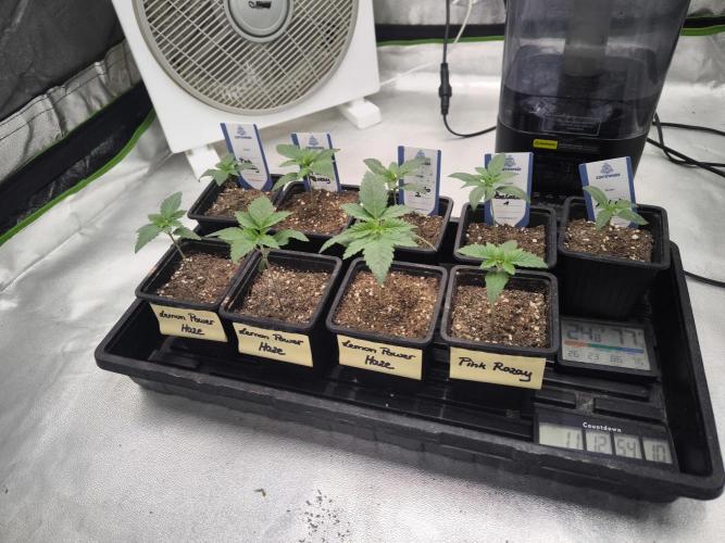 Zamnesia seeds. Week 2