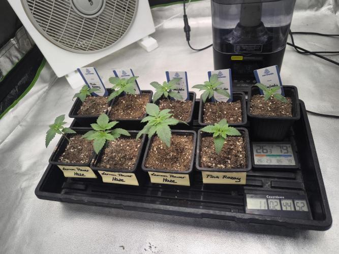 Zamnesia seeds. Week 2