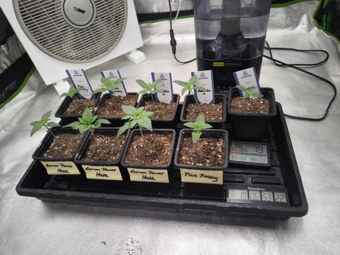 Zamnesia seeds. Week 2