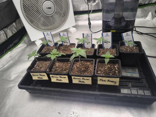 Zamnesia seeds. Week 2