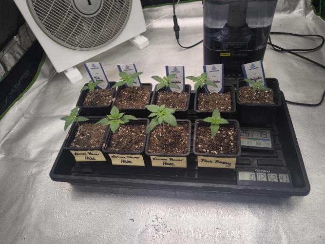 Zamnesia seeds. Week 2