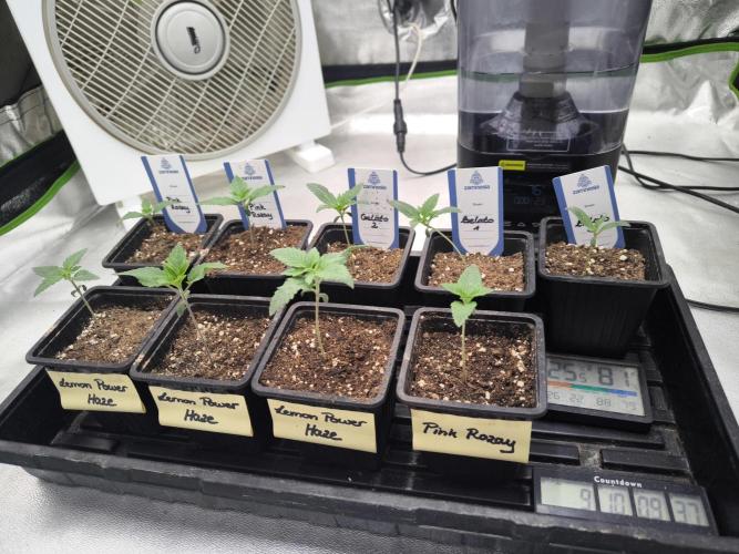 Zamnesia seeds. Week 2