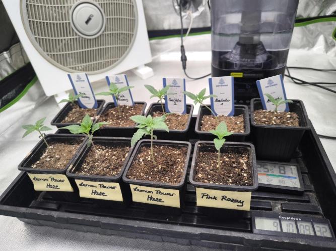 Zamnesia seeds. Week 2