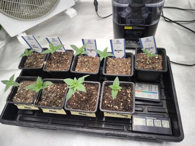 Zamnesia seeds. Week 2