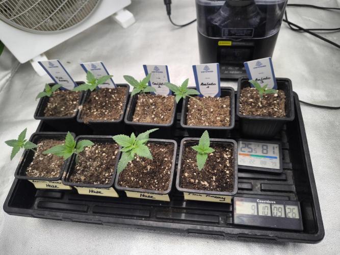 Zamnesia seeds. Week 2