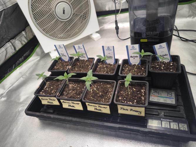 Zamnesia seeds. Week 2